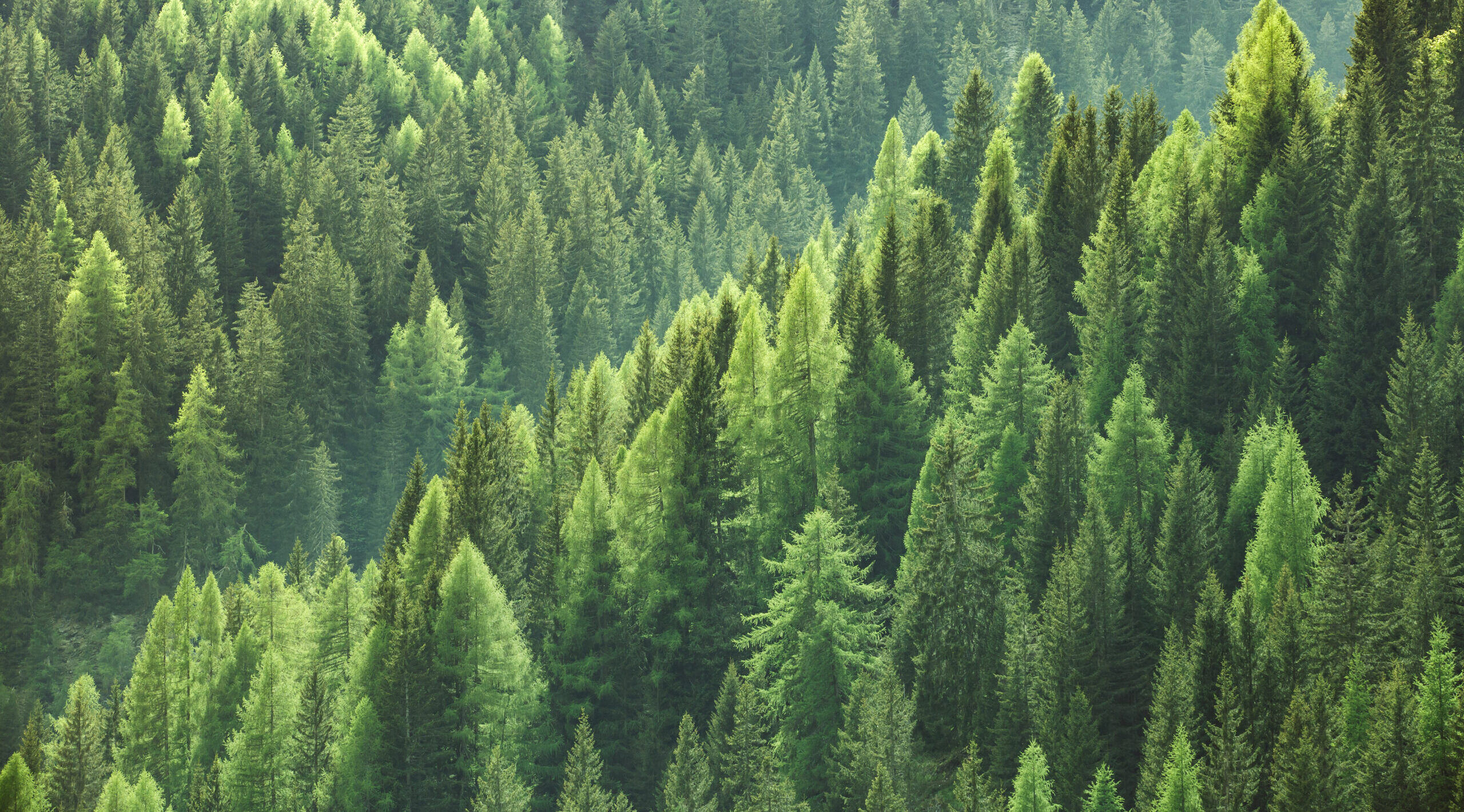 Wald, Bäume